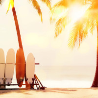 Palm tree surfing Panoramic wallpaper