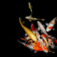 Fish Koi carp Panoramic wallpaper